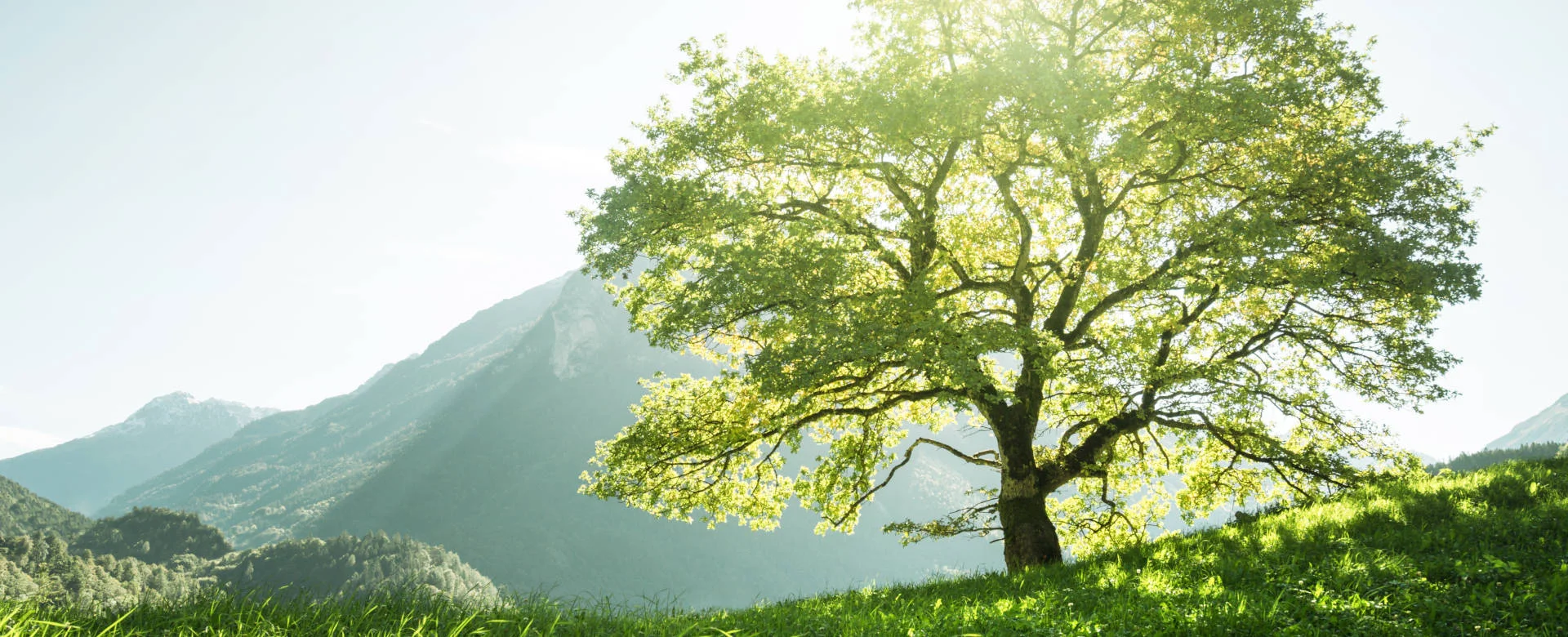 Ein großer Baum mit üppigen grünen Blättern steht allein auf einem grasbewachsenen Hügel, umgeben von einer malerischen Berglandschaft unter einem klaren Himmel.