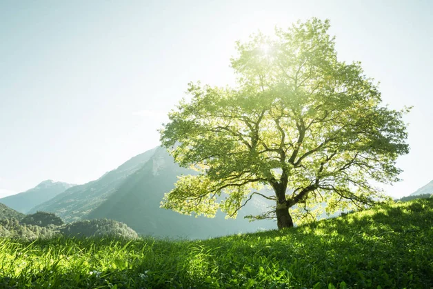 Ein großer Baum mit üppigen grünen Blättern steht allein auf einem grasbewachsenen Hügel, umgeben von einer malerischen Berglandschaft unter einem klaren Himmel.