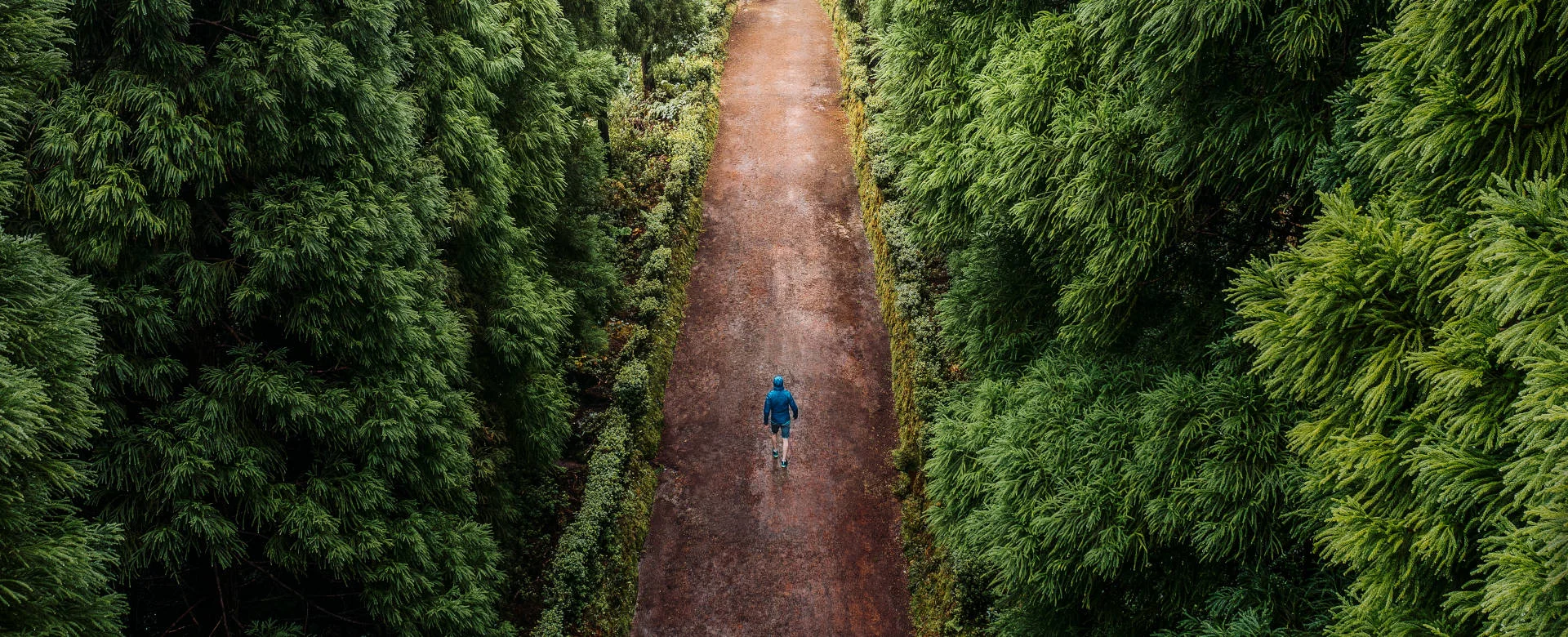 Eine Luftaufnahme eines einsamen Wanderers in einer blauen Jacke, der einen schmalen sehr geraden Erdweg zwischen dichtem grünem Nadelwald durchquert.